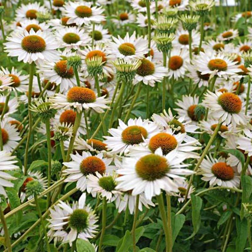 Echinacea Fragrant Angel - Echinacée (Floraison)