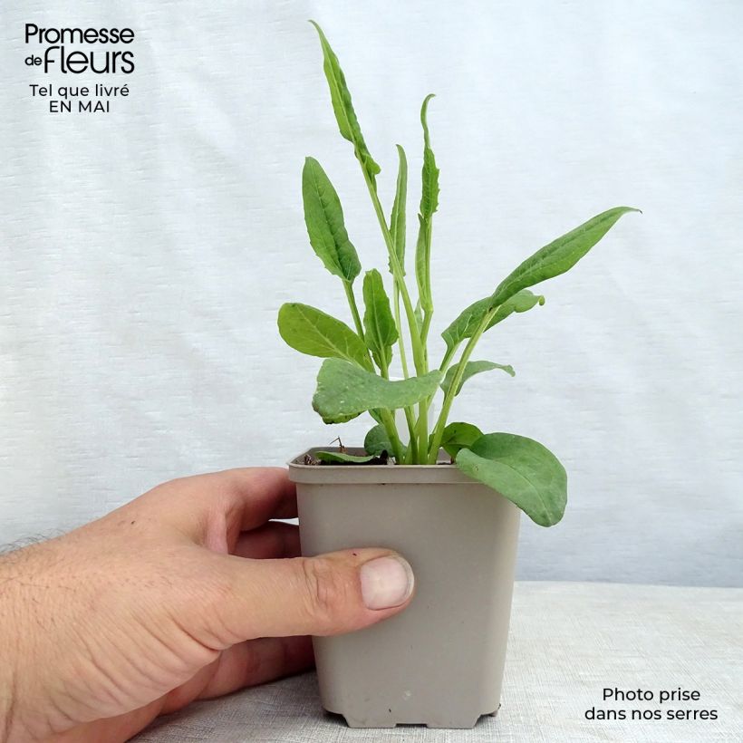 Spécimen de Echinacea Fragrant Angel - Echinacée Godet de 9cm tel que livré au printemps