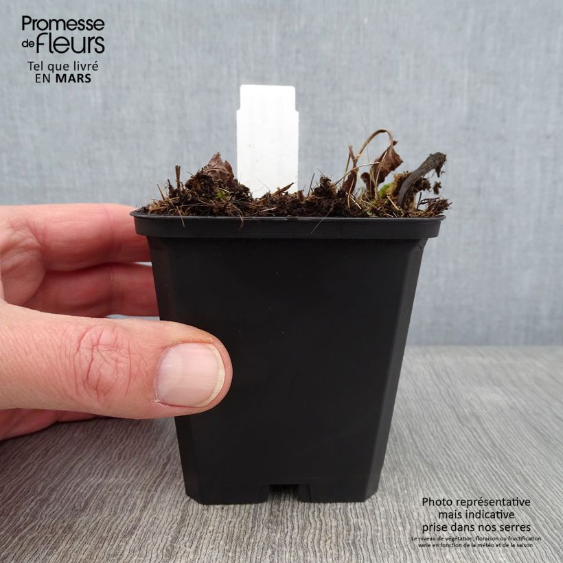 Spécimen de Echinacea Funky White - Echinacée Godet de 8/9 cm tel que livré en hiver