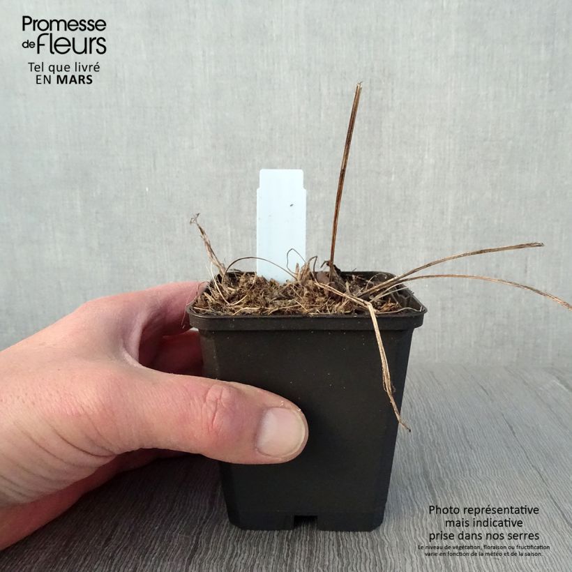Spécimen de Echinacea Funky White - Echinacée Godet de 9cm tel que livré au printemps