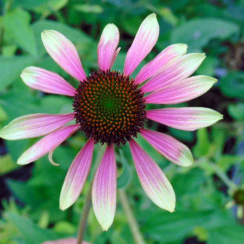 Echinacea Green Envy - Echinacée (Floraison)