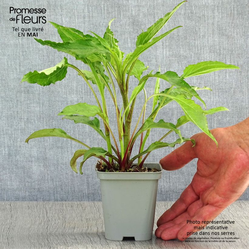Spécimen de Echinacea Green Envy - Echinacée Godet de 9cm tel que livré au printemps
