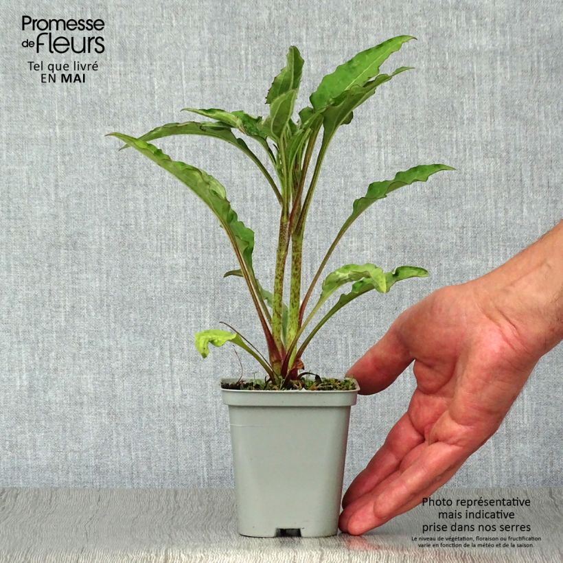 Spécimen de Echinacea Green Jewel - Echinacée Godet de 9cm tel que livré au printemps