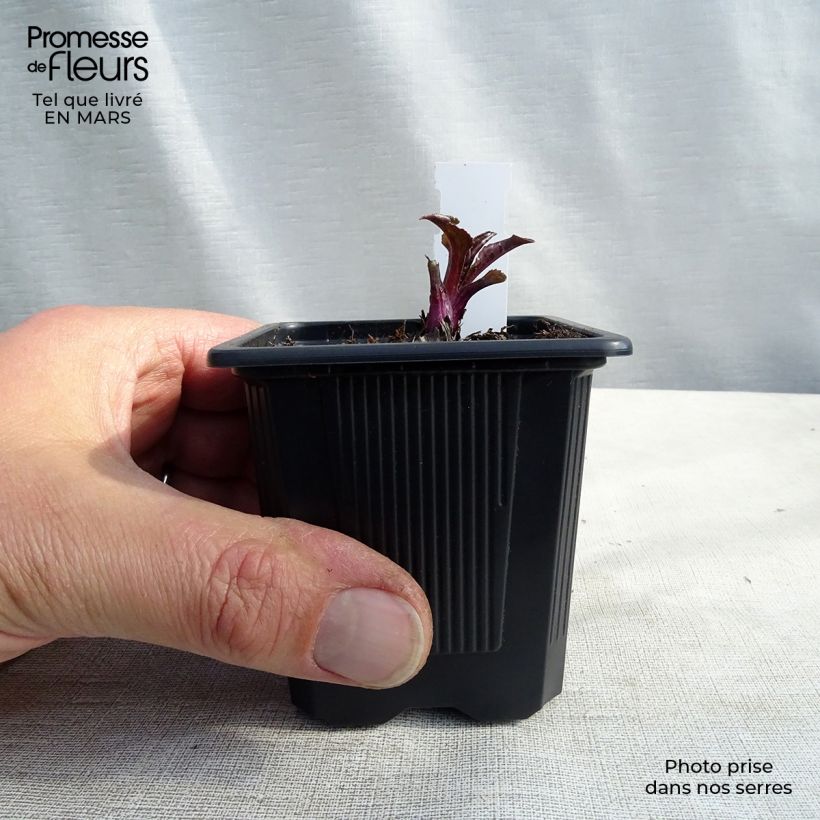 Spécimen de Echinacea Green Twister - Echinacée Godet de 9cm tel que livré au printemps