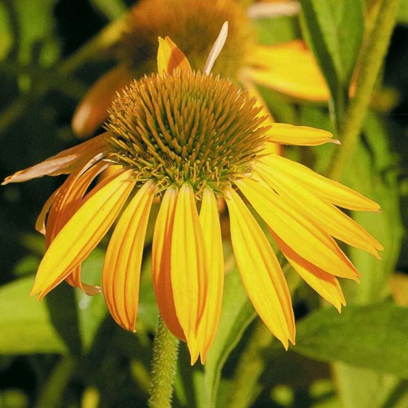 Echinacea Harvest Moon - Echinacée (Floraison)