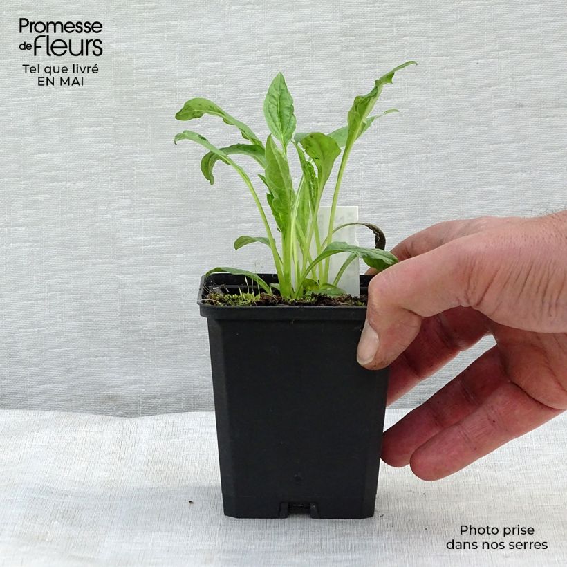 Spécimen de Echinacea Harvest Moon - Echinacée Godet de 9cm tel que livré au printemps
