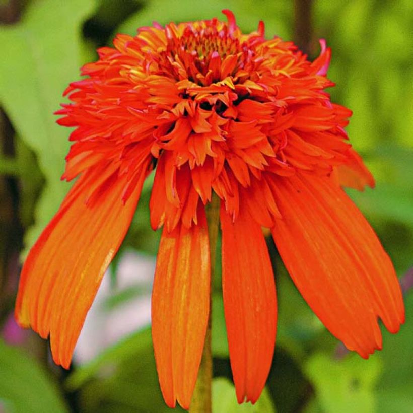 Echinacea Hot Papaya - Echinacée (Floraison)