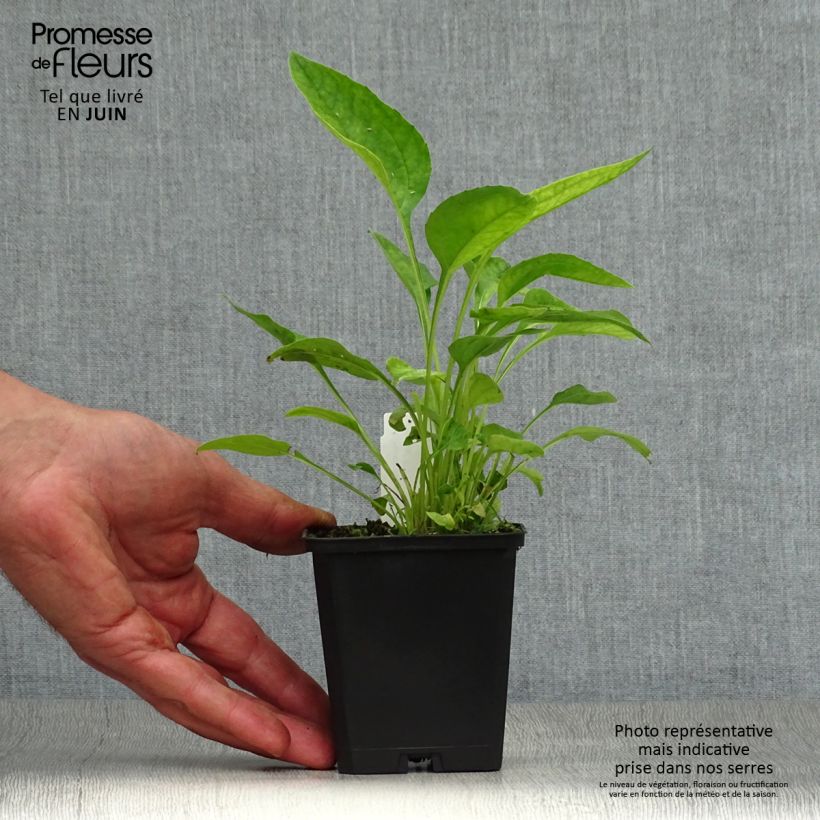 Spécimen de Echinacea Hot Papaya - Echinacée Godet de 8/9 cm tel que livré en été