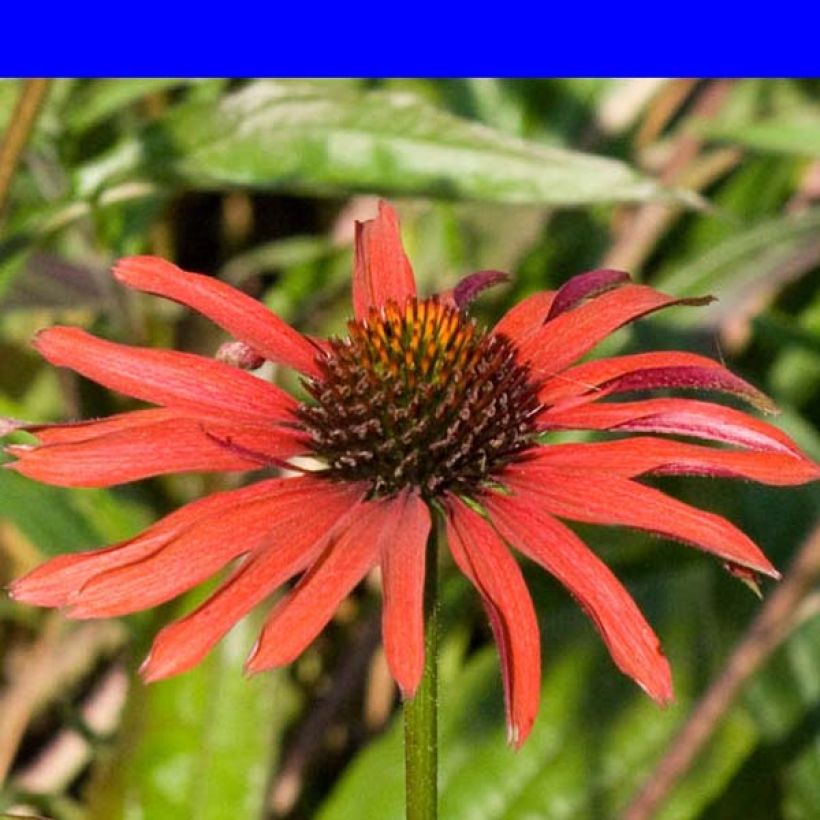 Echinacea Hot Summer - Echinacée (Floraison)