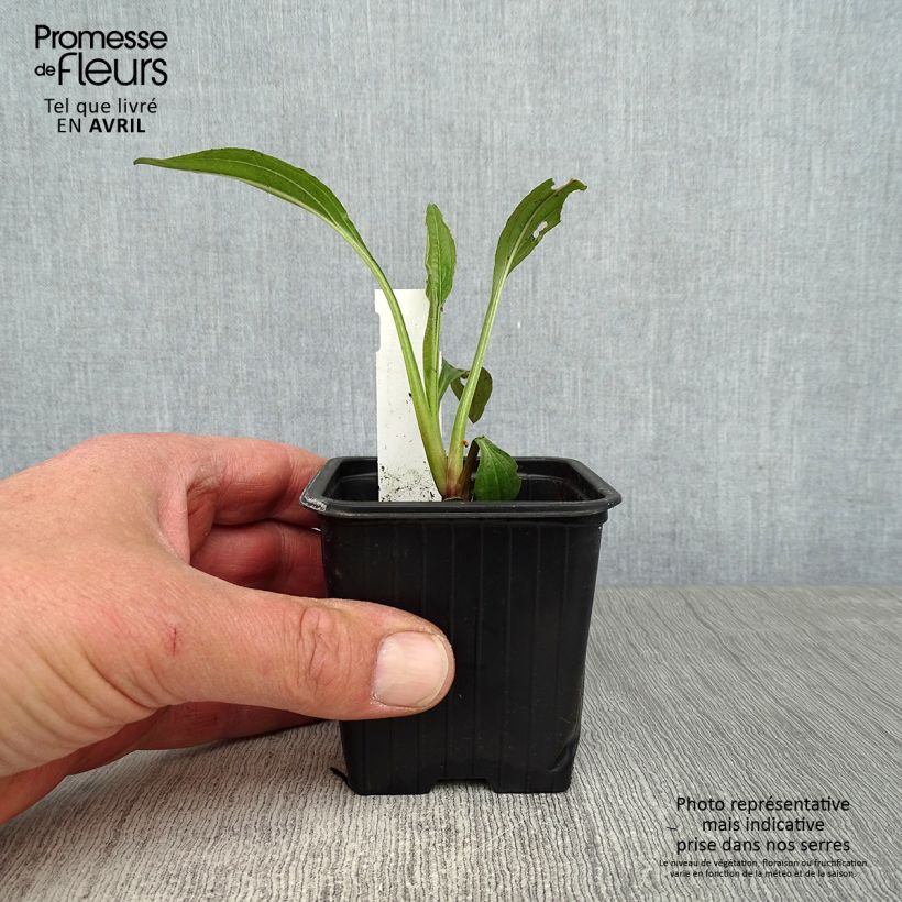 Spécimen de Echinacea Hot Summer - Echinacée Godet de 8 cm tel que livré au printemps
