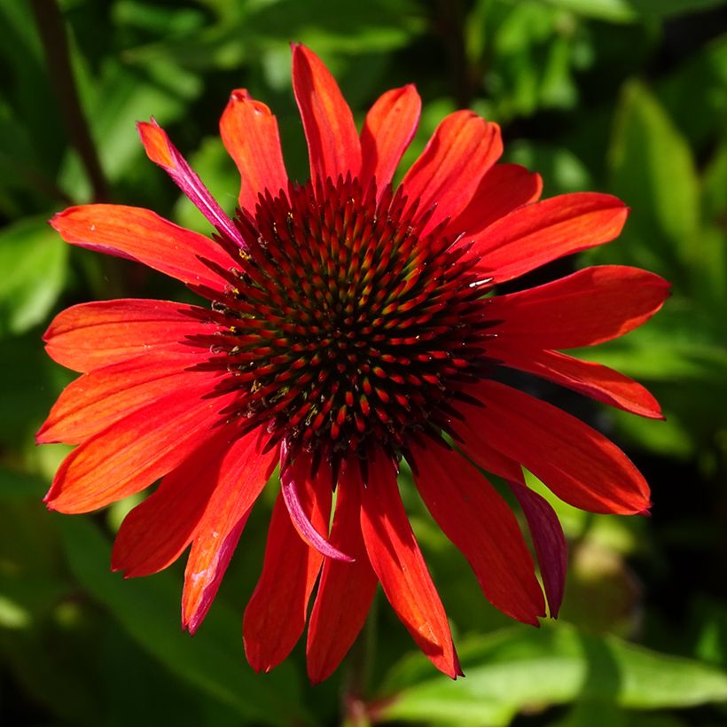 Echinacea Hot Summer - Echinacée (Floraison)