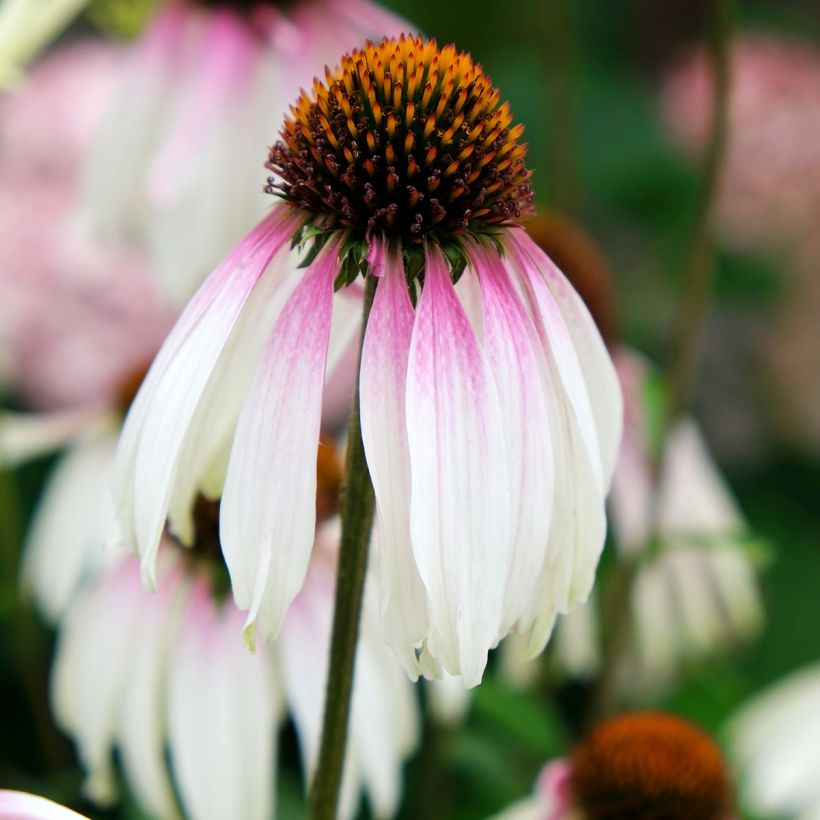 Echinacea JS Engeltje Pretty Parasols - Echinacée (Floraison)