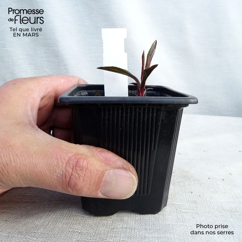 Spécimen de Echinacea JS Engeltje Pretty Parasols - Echinacée tel que livré au printemps