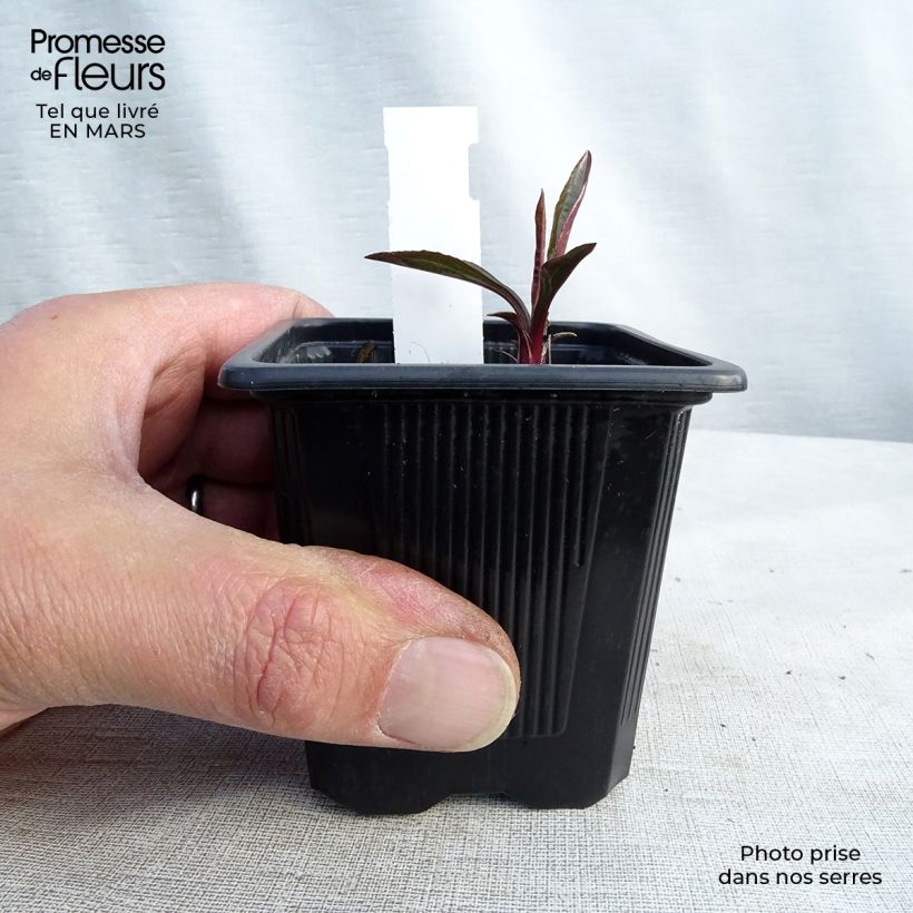 Spécimen de Echinacea JS Engeltje Pretty Parasols - Echinacée Godet de 8/9 cm tel que livré au printemps