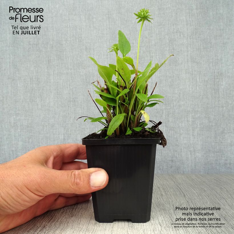 Spécimen de Echinacea Julia - Echinacée Godet de 8/9 cm tel que livré en été
