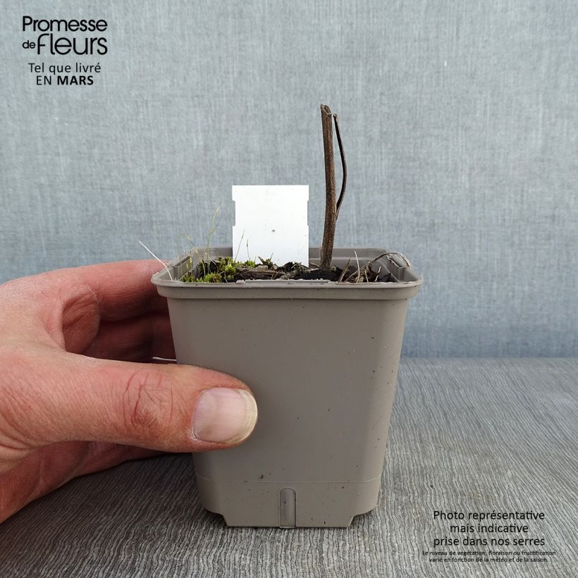 Spécimen de Echinacea Kismet Orange Intense - Echinacée Godet de 9cm tel que livré en hiver