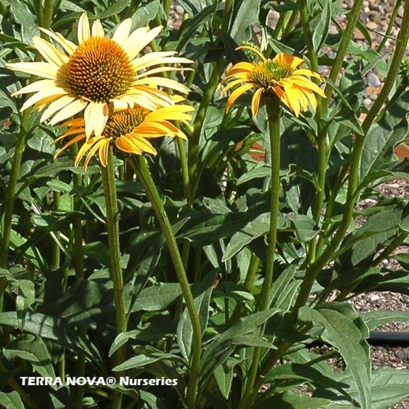 Echinacea purpurea Mac 'n' Cheese - Echinacée (Feuillage)