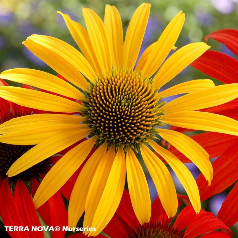 Echinacea purpurea Mac 'n' Cheese - Echinacée (Floraison)