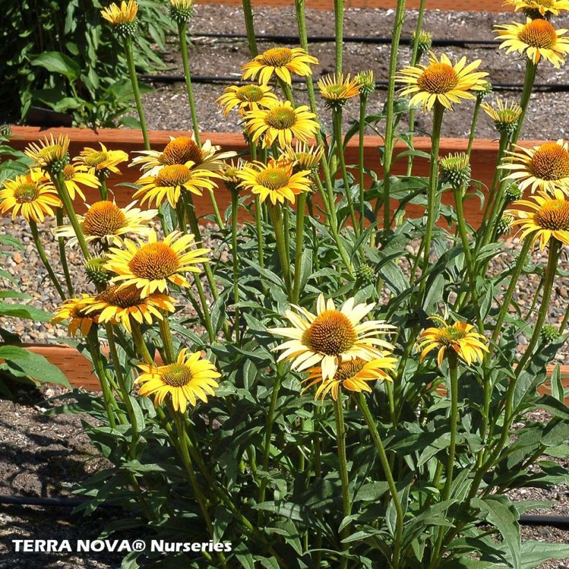 Echinacea purpurea Mac 'n' Cheese - Echinacée (Port)