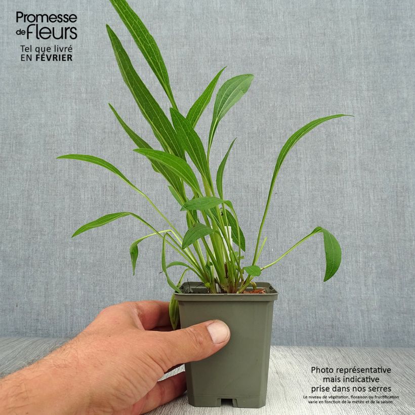 Spécimen de Echinacea Marmalade - Echinacée Godet de 8/9 cm tel que livré en automne
