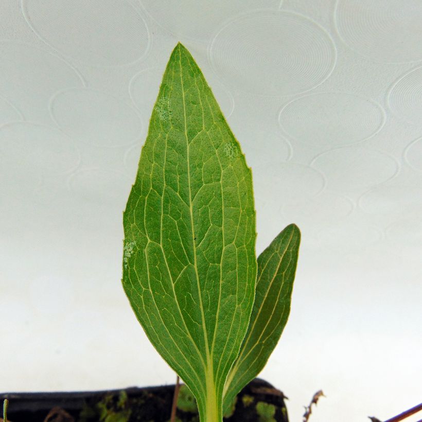 Echinacea Marmalade - Echinacée (Feuillage)
