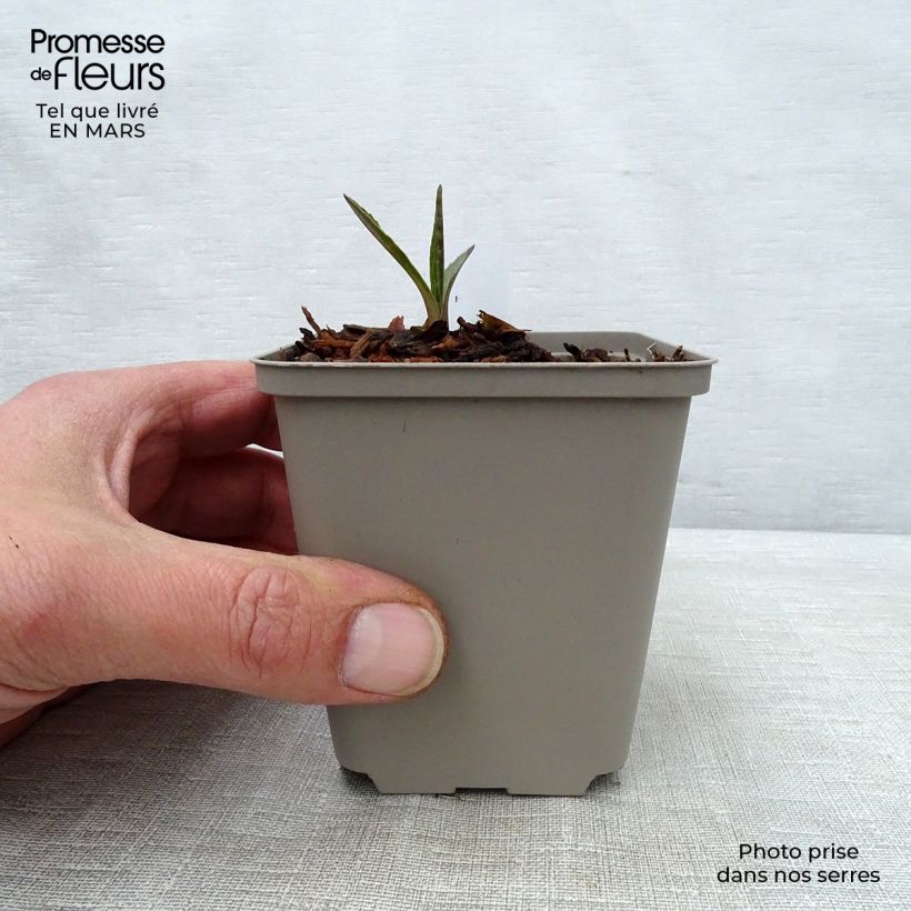 Spécimen de Echinacea Marmalade - Echinacée Godet de 9cm tel que livré au printemps