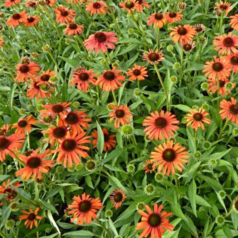 Echinacea Orange Skipper - Echinacée (Floraison)