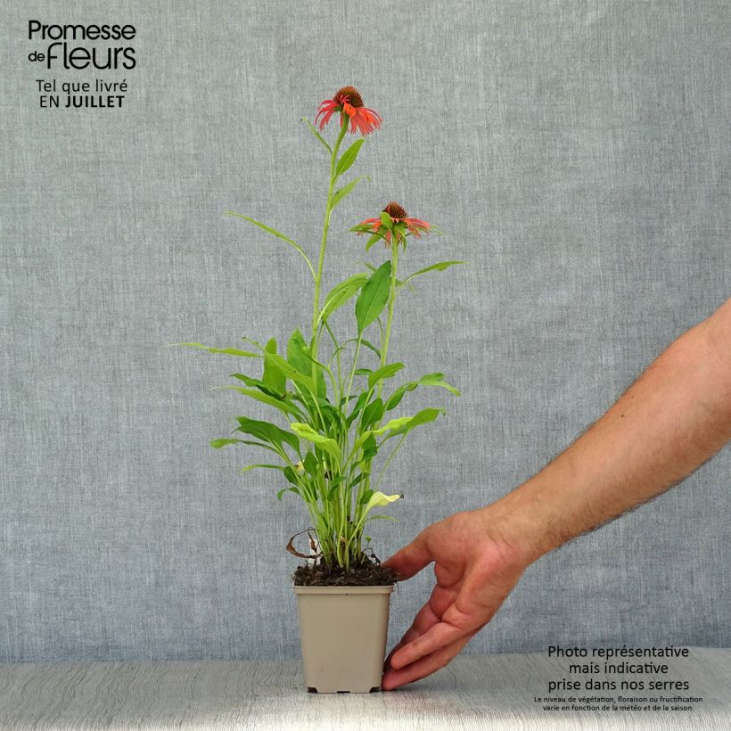 Spécimen de Echinacea Orange Skipper - Echinacée Godet de 8/9 cm tel que livré en été