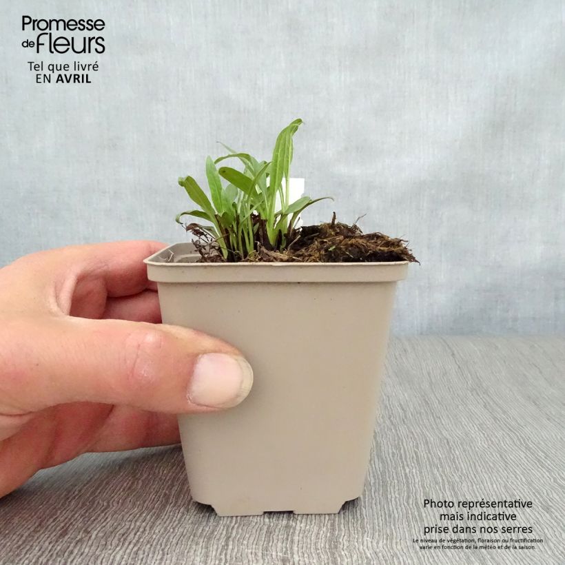 Spécimen de Echinacea Orange Skipper - Echinacée Godet de 9cm tel que livré au printemps