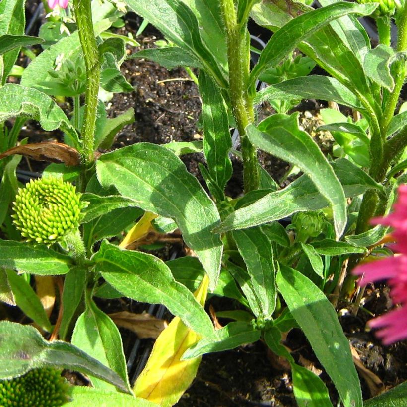 Echinacea Piccolino - Echinacée (Feuillage)