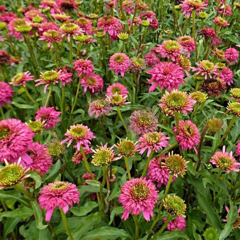 Echinacea Piccolino - Echinacée (Floraison)