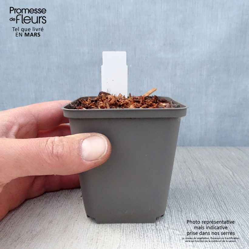 Spécimen de Echinacea Purity - Echinacée Godet de 9cm tel que livré au printemps