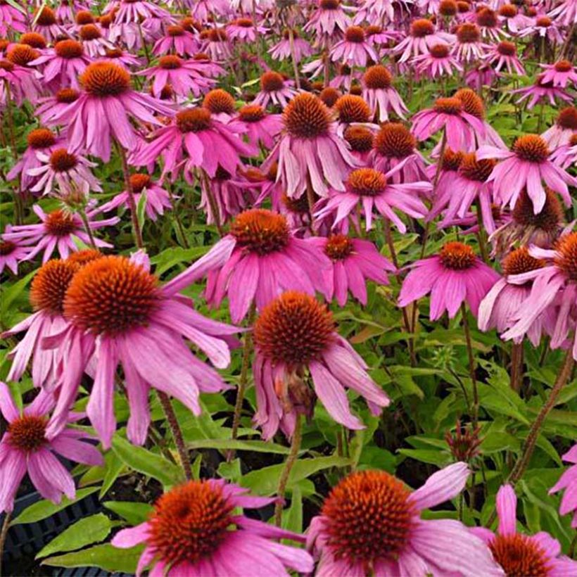 Echinacea Red Knee High - Echinacée (Floraison)