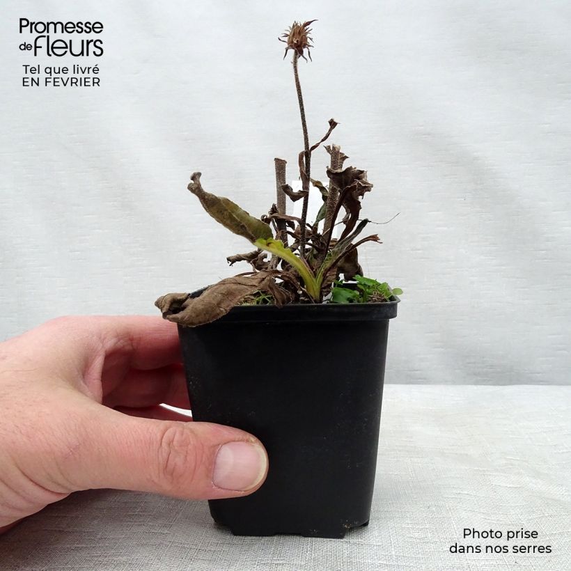 Spécimen de Echinacea Red Knee High - Echinacée Godet de 9cm tel que livré en hiver