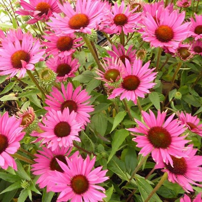 Echinacea Robin Hood - Echinacée  (Floraison)