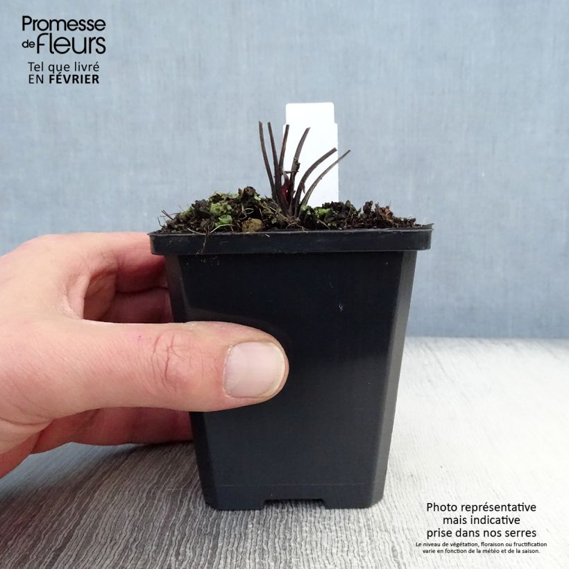 Spécimen de Echinacea Robin Hood - Echinacée  tel que livré en hiver