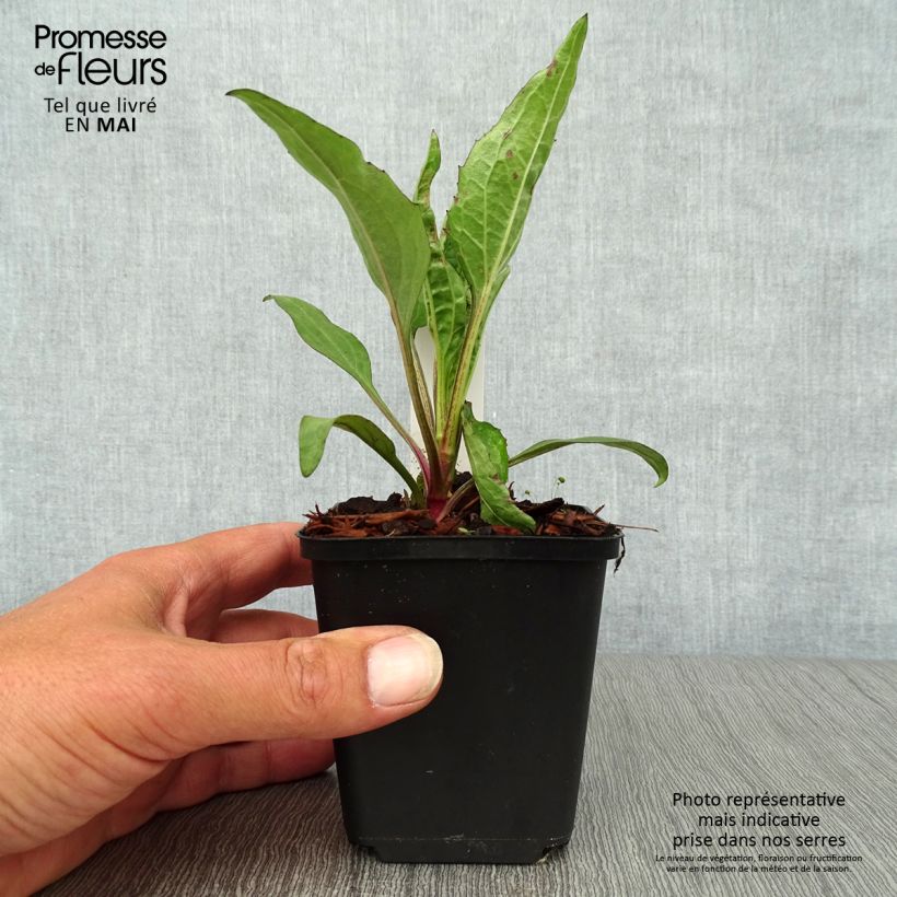Spécimen de Echinacea Robin Hood - Echinacée  Godet de 9cm tel que livré au printemps