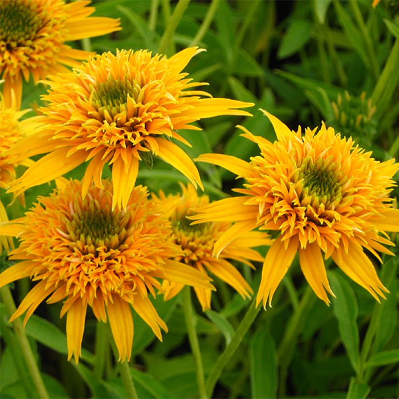 Echinacea Secret Glow - Echinacée (Floraison)