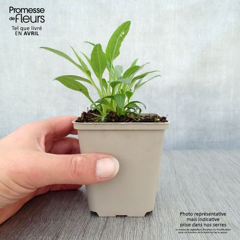Spécimen de Echinacea Secret Glow - Echinacée Godet de 9cm tel que livré au printemps
