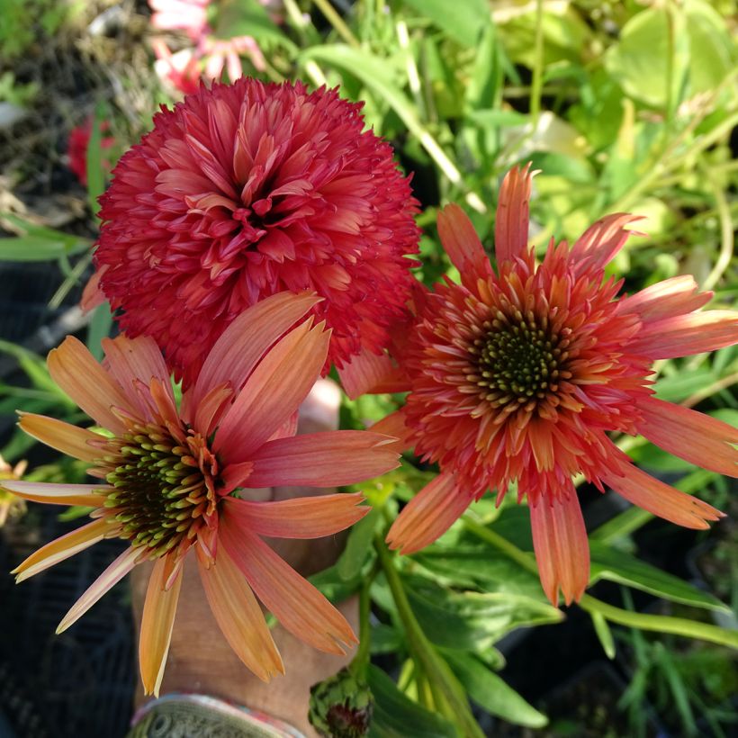 Echinacea Secret Passion - Echinacée (Floraison)