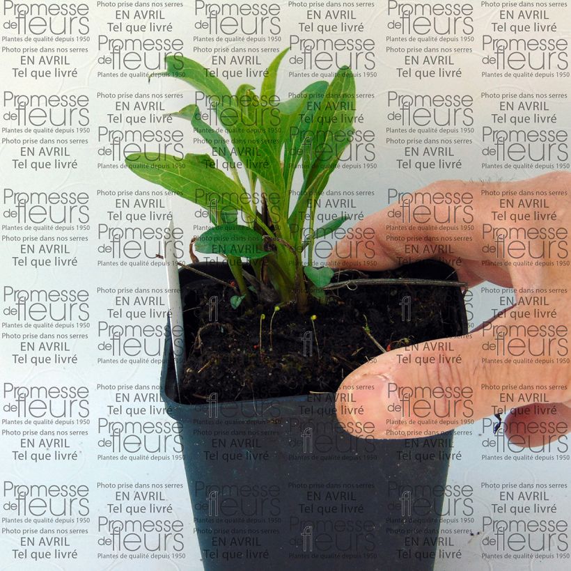 Exemple de spécimen de Echinacea Secret Passion - Echinacée Godet de 9cm tel que livré