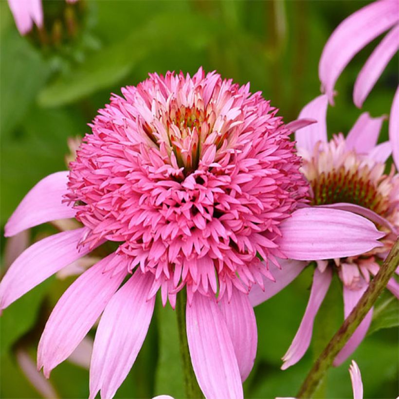 Echinacea Secret Romance - Echinacée (Floraison)