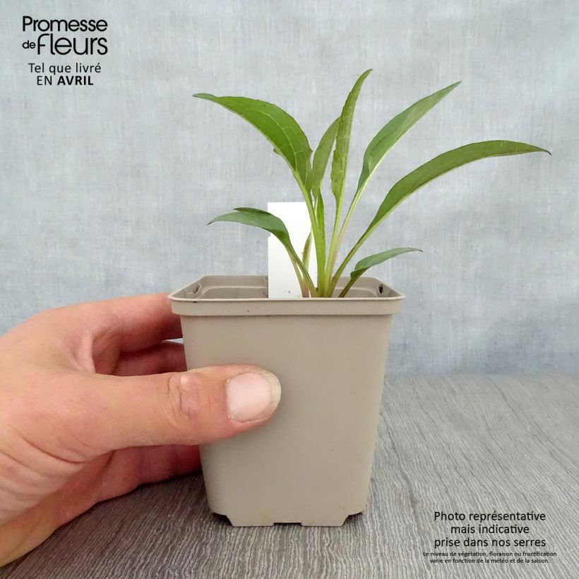 Spécimen de Echinacea Secret Romance - Echinacée Godet de 9cm tel que livré au printemps