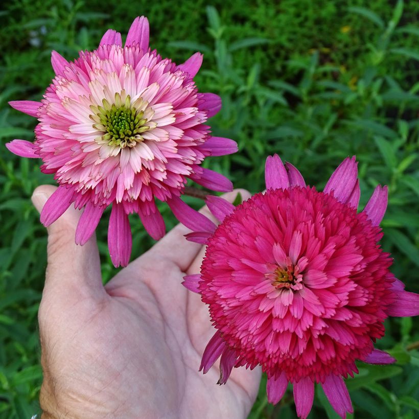 Echinacea Southern Belle - Echinacée (Floraison)