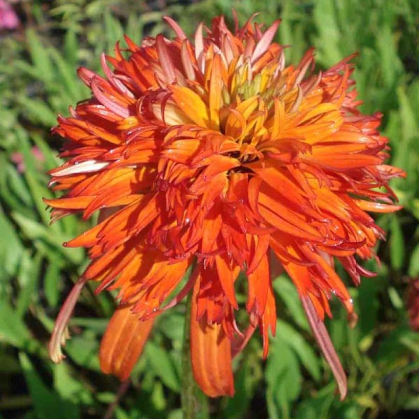 Echinacea purpurea Summer Salsa - Rudbeckia pourpre (Floraison)