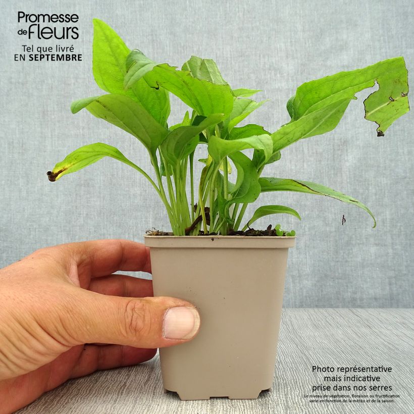 Spécimen de Echinacea SunSeekers Apple Green - Echinacée Pot de 1,5L/2L tel que livré en automne