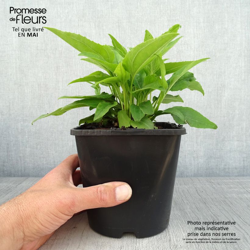 Spécimen de Echinacea SunSeekers Apple Green - Echinacée pot de 1.5L/2L tel que livré au printemps