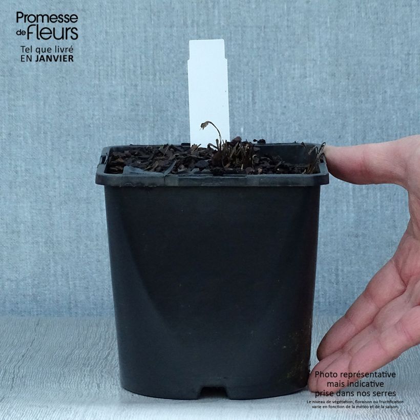 Spécimen de Echinacea SunSeekers White Perfection - Echinacée Pot de 2L/3L tel que livré en hiver