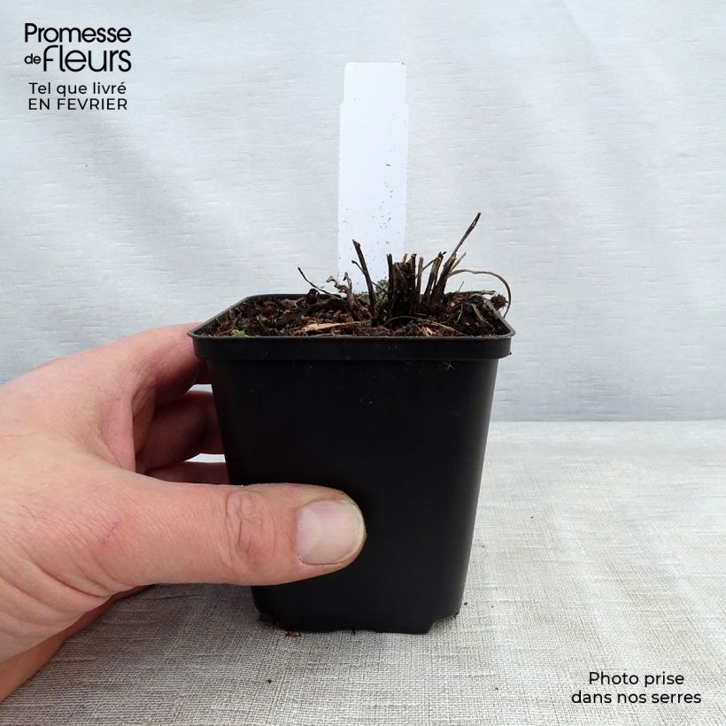 Spécimen de Echinacea Supreme Flamingo Godet de 9cm tel que livré en hiver