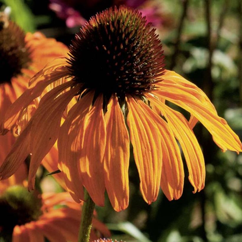 Echinacea Tangerine Dream - Echinacée (Floraison)